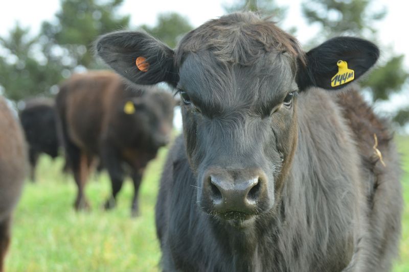Atualização do rebanho é prorrogada até 20 de dezembro