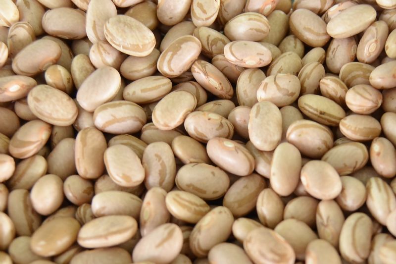 Evento discute cadeia produtiva do feijão