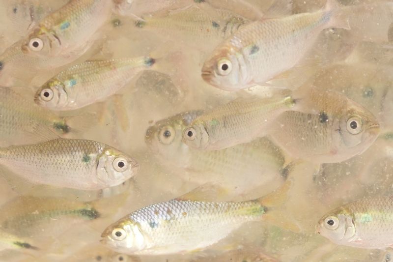 Temporada de pedidos de alevinos 2020 já começou