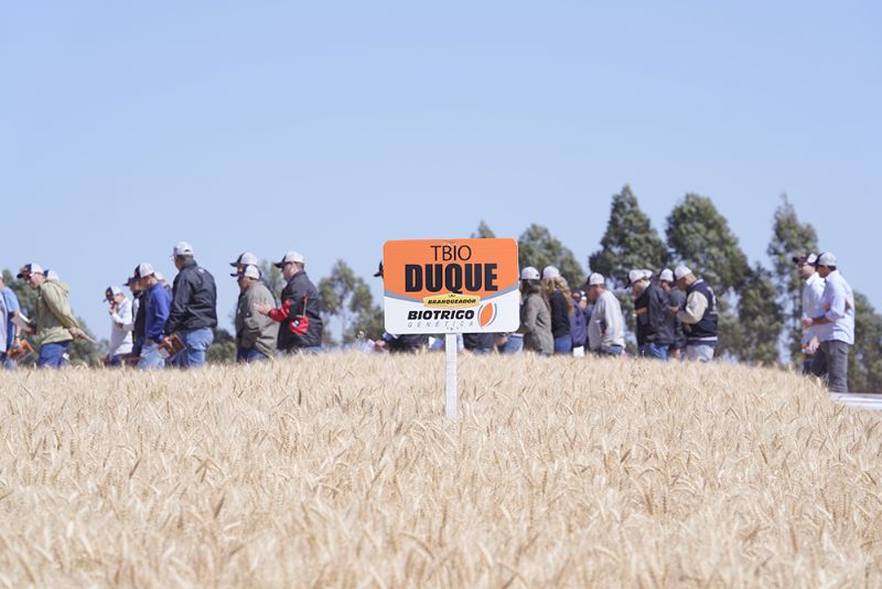 Novo trigo branqueador será destaque no BelaSafra 2020