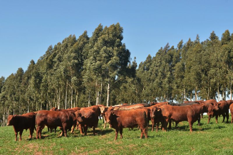 Produtores rurais e representantes dos sindicatos rurais e Senar do Mato Grosso visitam propriedade na região de Guarapuava