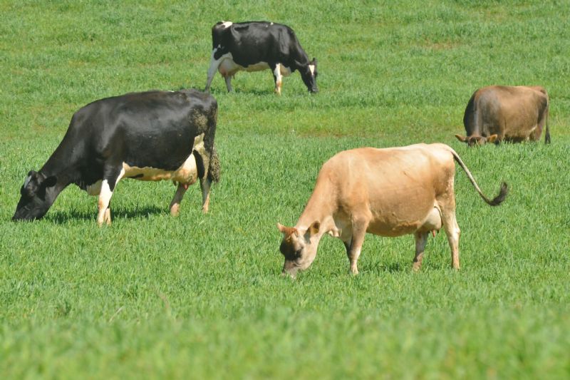 Queda de fertilidade durante o verão em vacas de leite: o efeito da produção de leite