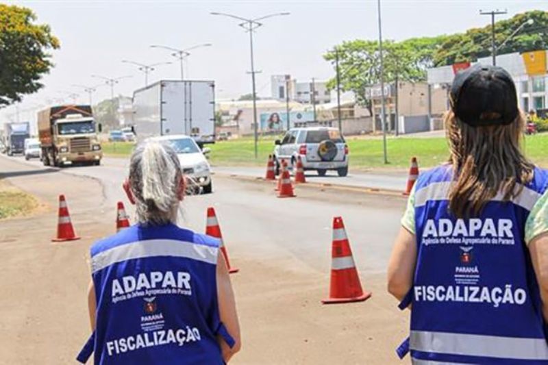 Febre Aftosa: governo do Paraná lança edital de concurso para reforçar defesa agropecuária