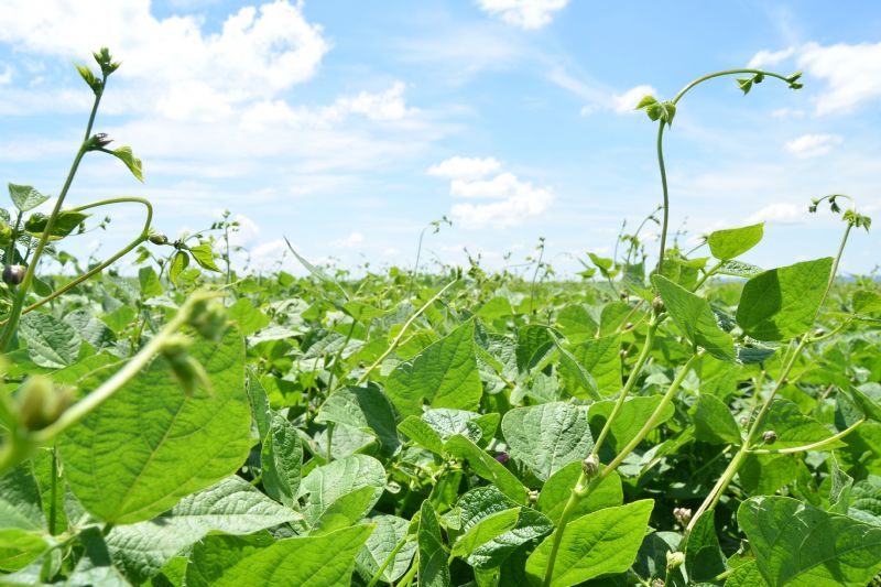Dia de Campo destaca cuidados na cultura do feijão e silagem de milho