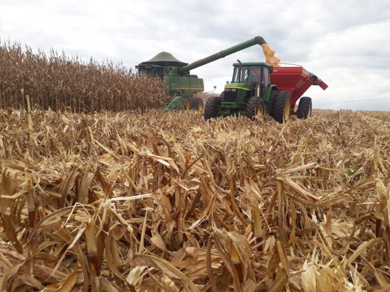 Colheita em andamento aponta bons resultados