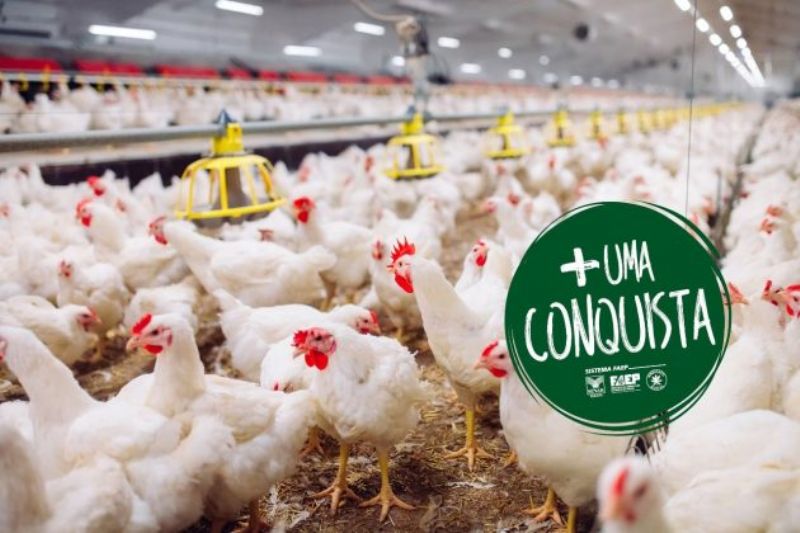 Após pedido da FAEP e sindicatos rurais, governo estadual mantém Tarifa Rural Noturna