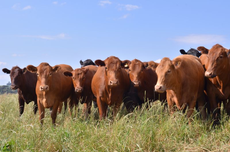  Paraná está cumprindo mais uma etapa para Zona Livre de Febre Aftosa Sem Vacinação