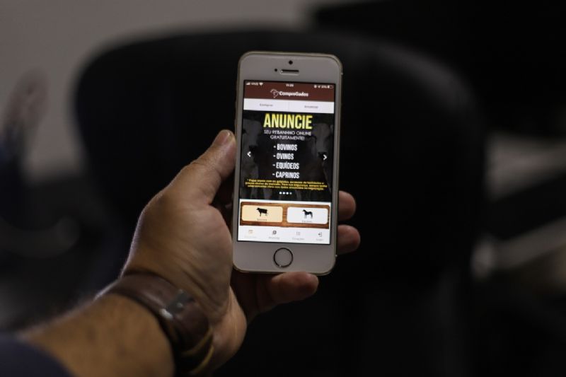 Transações online de gado ganham força durante pandemia