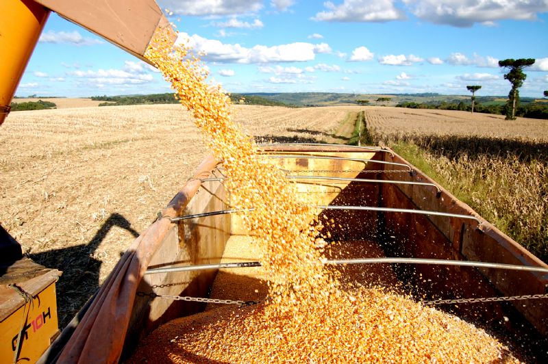 Agrária registra recorde na produção de milho