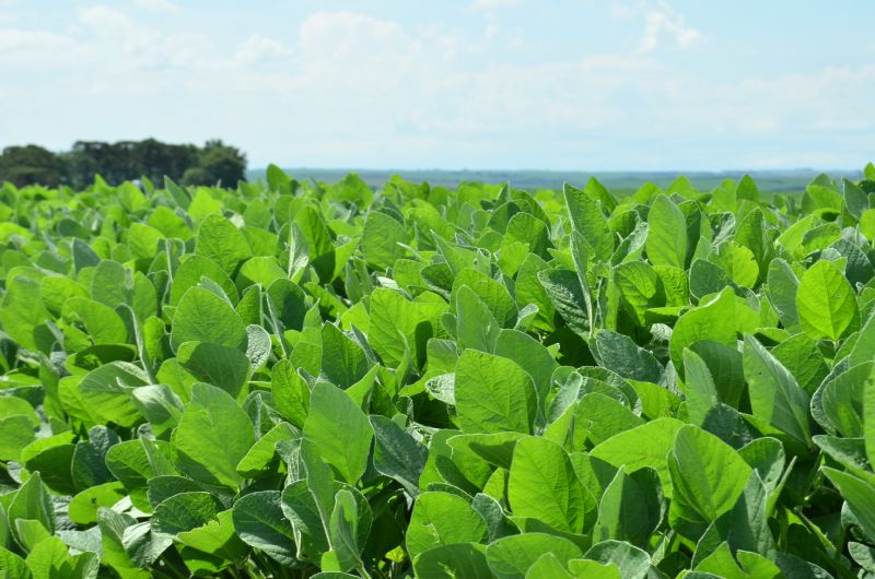 Resposta da cultura da soja à adubação com enxofre e boro