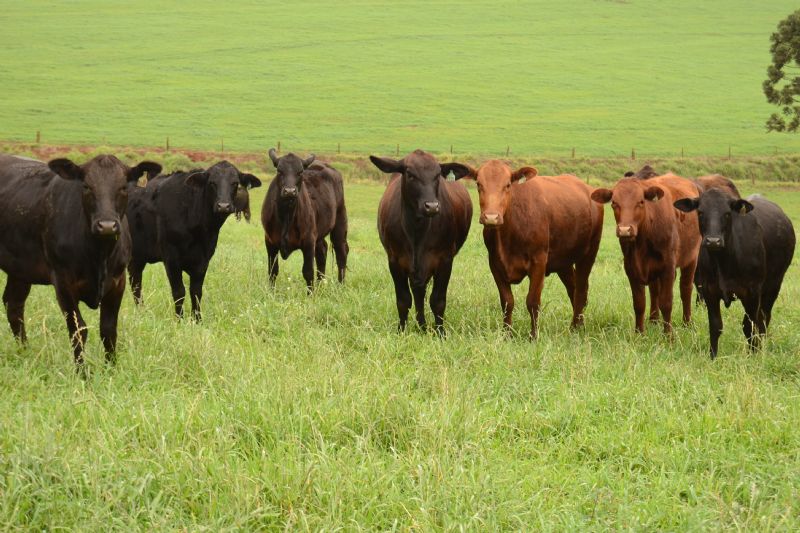 Mesmo com pandemia, Paraná se mantém na trilha do novo status sanitário 