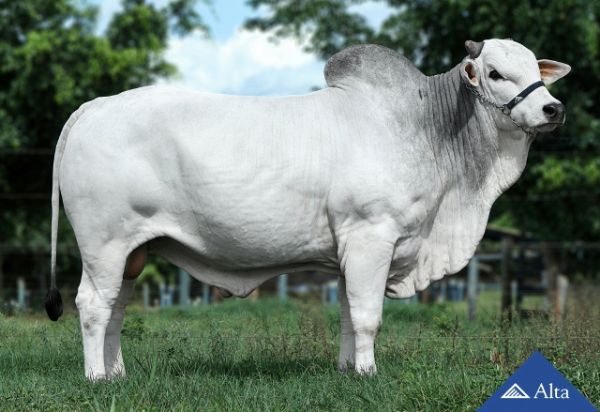 Alta divulga lista de touros com alta fertilidade