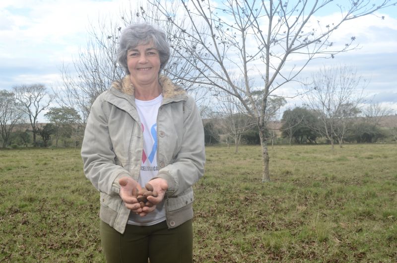 Pecã: possibilidade de diversificação e rentabilidade