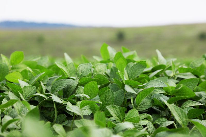 Bioinseticida é nova ferramenta para o controle da mosca-branca