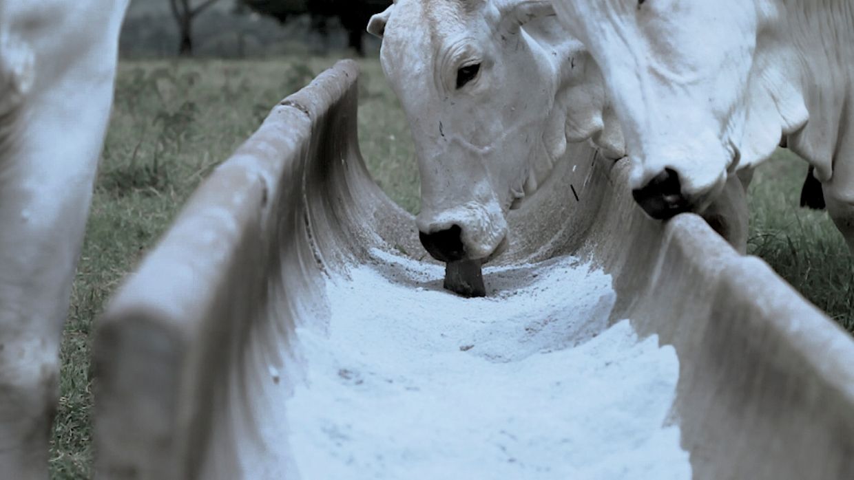 Tecnologia garante até 16% a mais de rendimento na suplementação do rebanho e bons resultados durante as águas