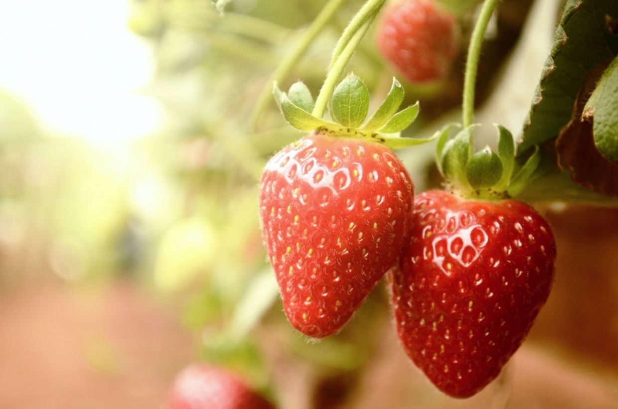 Sindicato Rural e SENAR-PR: novo curso aborda MIP em morango