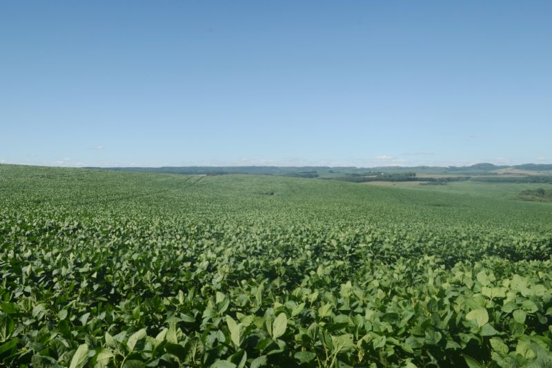 Safra 2020/2021 frente ao desafio do mofo branco