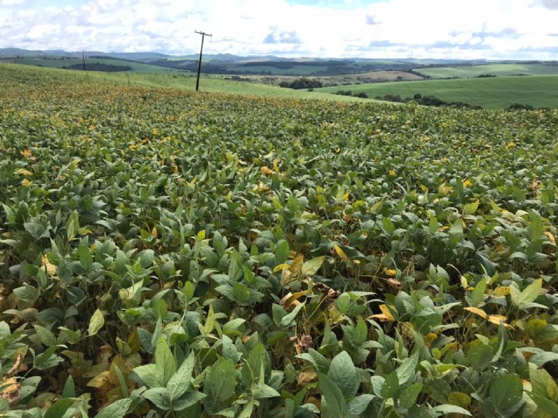 Consórcio Antiferrugem da Embrapa auxilia no monitoramento e prevenção da principal doença da soja em todo o Brasil