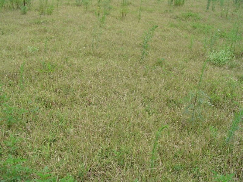 Cigarrinha de pastagens: como identificar a praga e fazer o controle do problema