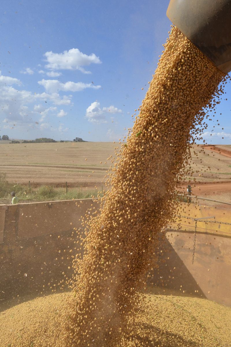 Centro-sul do PR registra queda na safra de milho, soja e feijão 