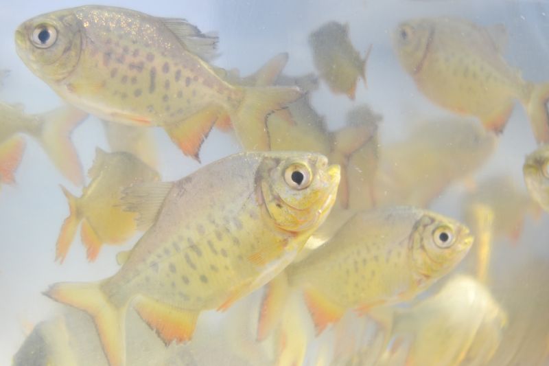 Sindicato Rural entrega alevinos dia 1º de outubro: encomendas já podem ser feitas.