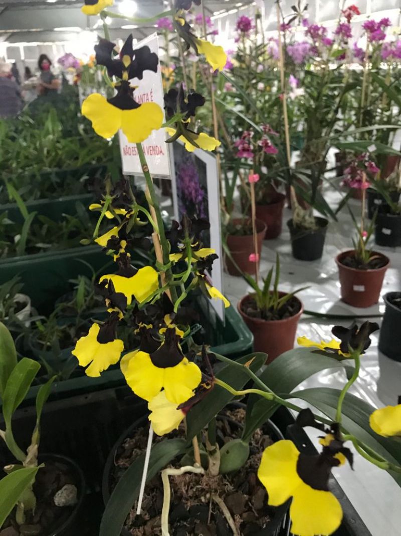 7ª Expoflor inicia nesta quinta-feira (16) em Guarapuava