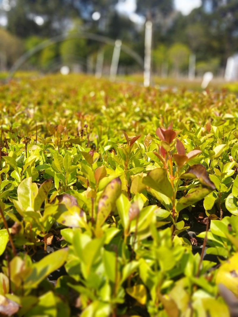 Sindicato Rural distribui mudas frutíferas