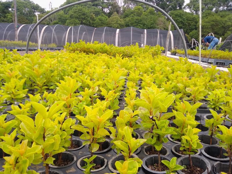 Dia do Meio Ambiente: Sindicato Rural faz distribuição de mudas nativas frutíferas durante a semana