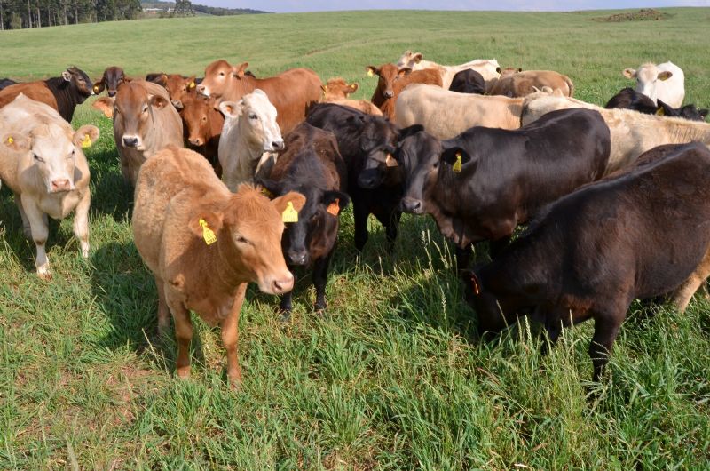 Produtor deve ficar atento: atualização de rebanhos se encerra no fim de junho