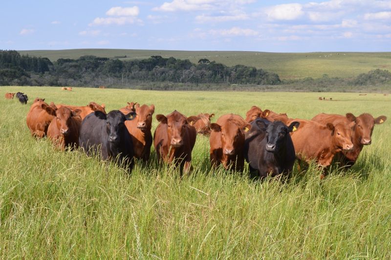 Prazo para atualizar o rebanho termina em 30 de junho