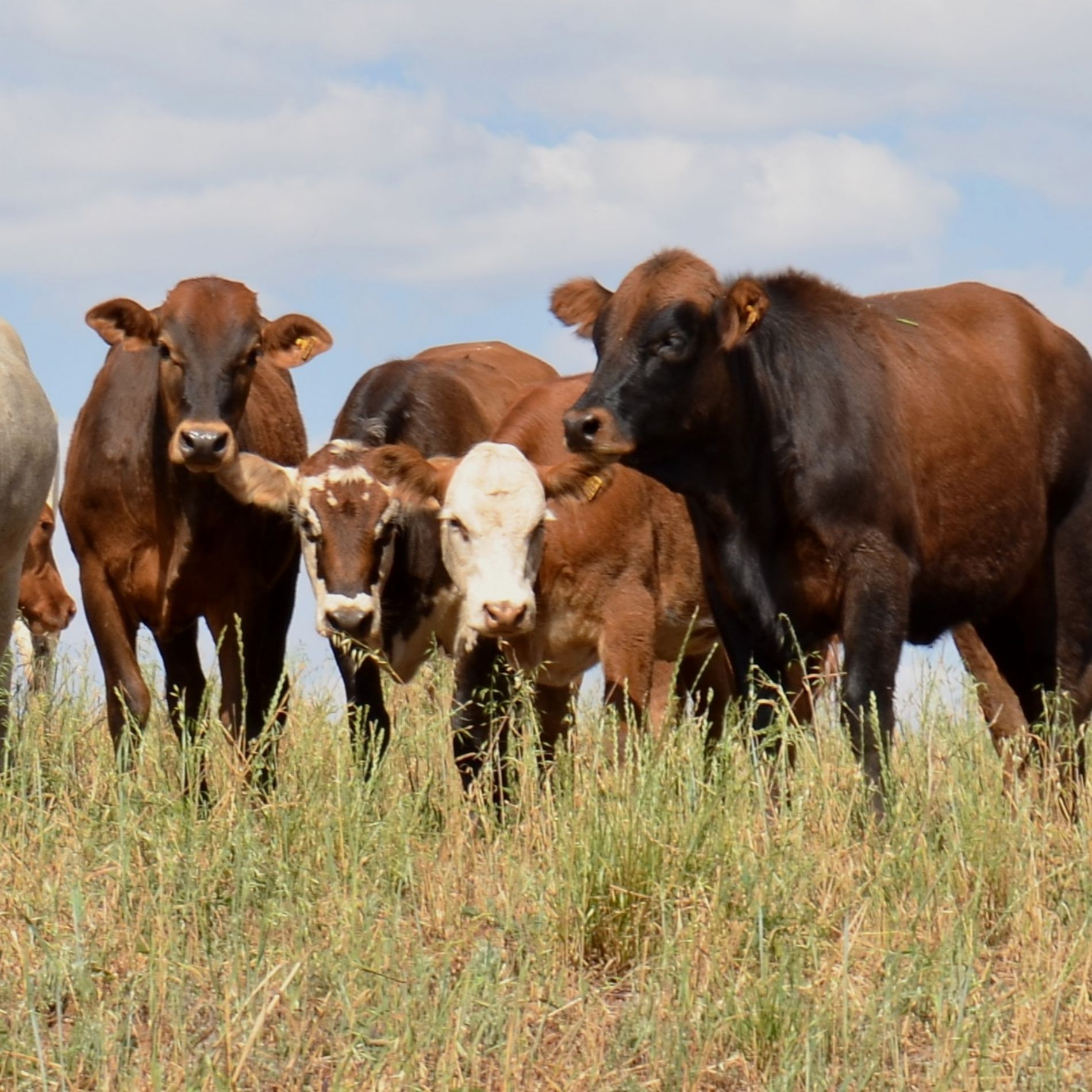 Campo Futuro vem nesta sexta-feira, 5 de julho, a Guarapuava levantar custos da pecuária de corte