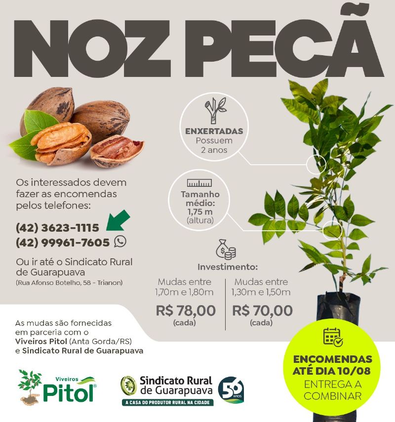 Mudas de nogueira pecã: encomendas podem ser feitas até o final da tarde de hoje