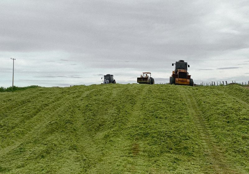 Alta produtividade do rebanho precisa de silagem de qualidade