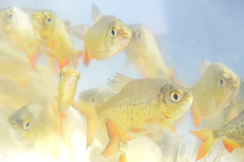 Sindicato Rural de Guarapuava abre encomendas de alevinos 