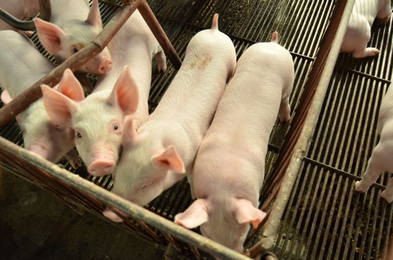 Apesar do recorde de produção, suinocultura não melhora remuneração ao produtor