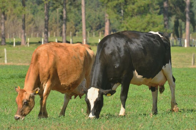 ATeG de Leite inicia visitas a produtores de Candói e Cantagalo 