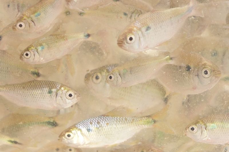 Sindicato Rural de Guarapuava está com agenda aberta para encomenda de alevinos