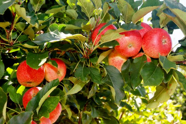 Pico da safra de ma&ccedil;&atilde; no RS e SC pressiona pre&ccedil;os no PR