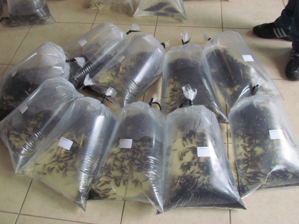 Encomendas de alevinos para entrega em abril devem ser feitas at&eacute; dia 05