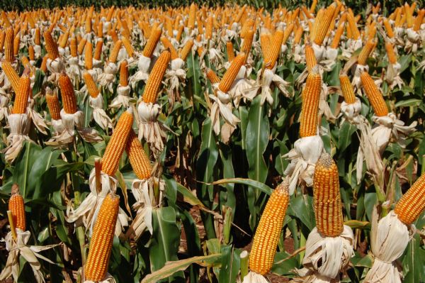 H&iacute;bridos BioGene para a safra ver&atilde;o - Alto potencial produtivo para a regi&atilde;o de Guarapuava