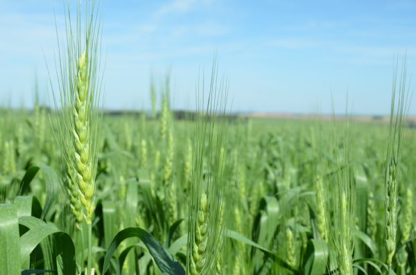 Cultivares permitem produzir mais trigo em menos tempo