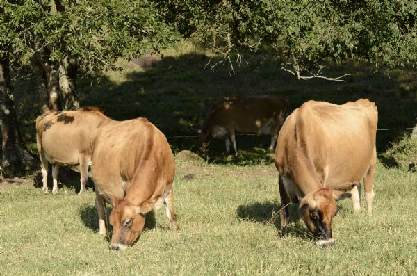  Plant&atilde;o Forrageiro ocorre na pr&oacute;xima ter&ccedil;a-feira, 25