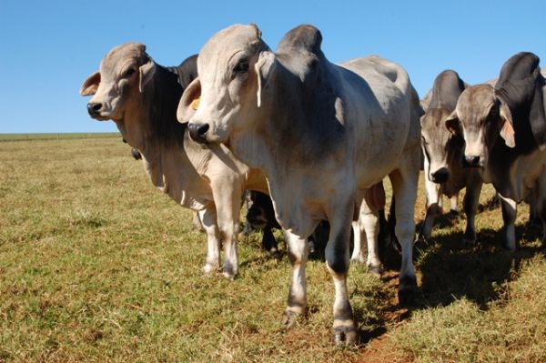 Maio: Pecuaristas do PR devem vacinar bov&iacute;deos contra aftosa