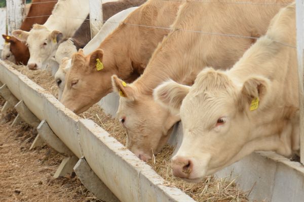 Nutron auxilia pecuaristas na transi&ccedil;&atilde;o entre o pasto e o confinamento