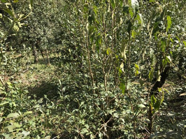 Granizo atinge distrito de Guar&aacute; na tarde desta ter&ccedil;a-feira (2)