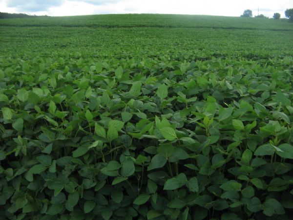 For&ccedil;a Tarefa da RTRS se re&uacute;ne para alavancar soja sustent&aacute;vel no pa&iacute;s