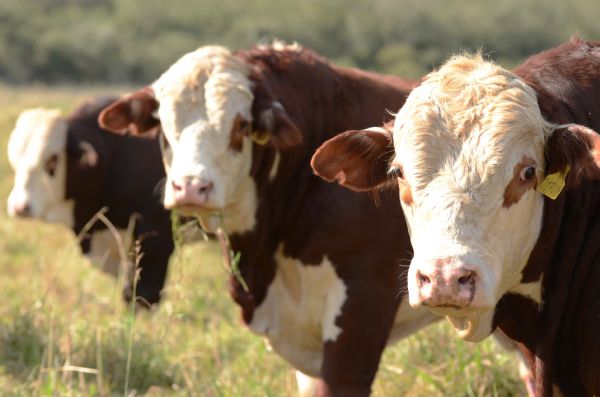 Suplementa&ccedil;&atilde;o na pecu&aacute;ria de corte &eacute; tema de palestra nesta ter&ccedil;a-feira (27) no Sindicato Rural