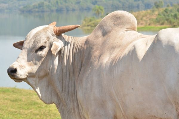 Alta realiza workshop para apresentar nova bateria de touros com alta fertilidade 