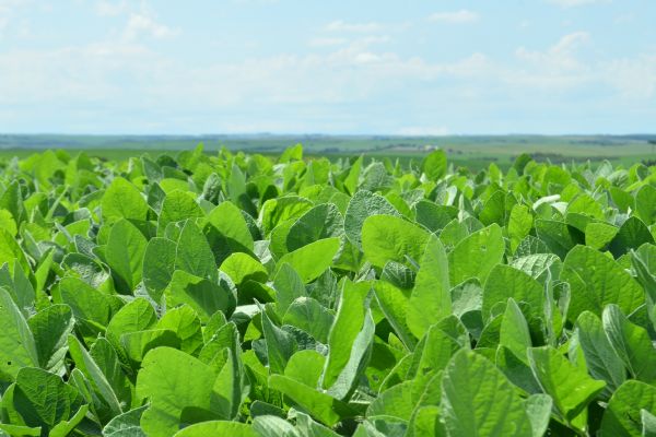 Muito al&eacute;m da nutri&ccedil;&atilde;o