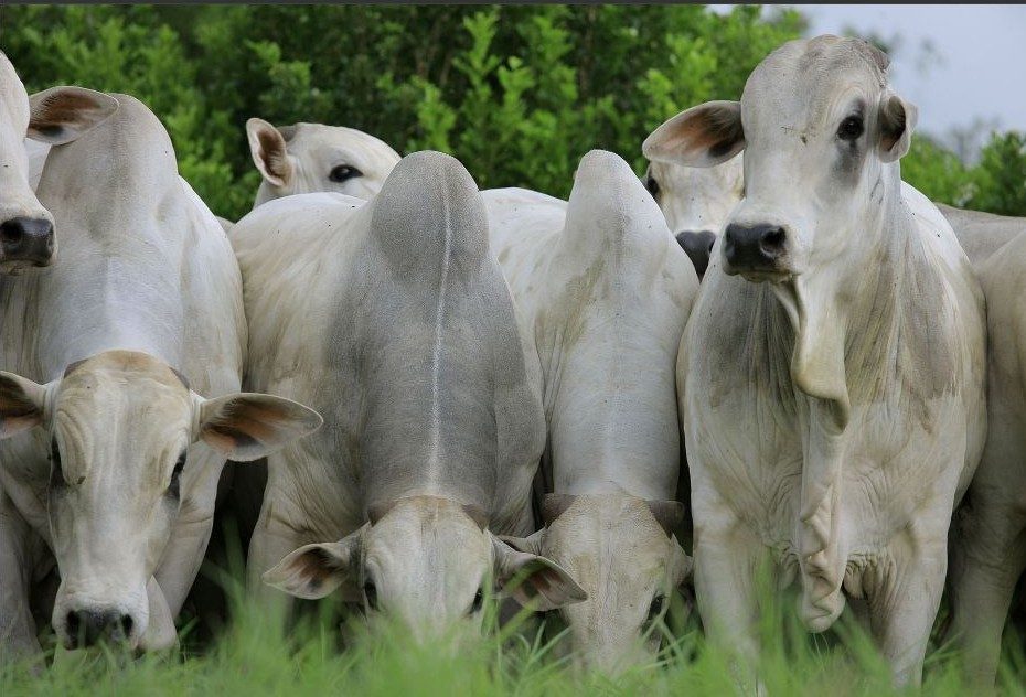 Comportamento da raça bovina influencia planejamento da fazenda